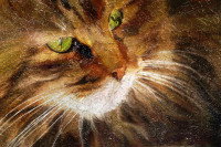 Portrait d'un chat à poil long