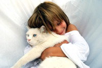 Une petite fille serre un chat blanc aux yeux bleus dans ses bras