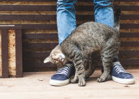 Un chat gris tabby se frotte contre les genoux d'un homme