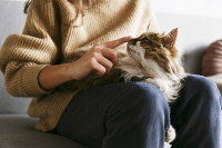 Une femme touche le nez d'un chat posé sur ses genoux