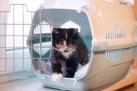 Un chat sortant de sa cage de transport