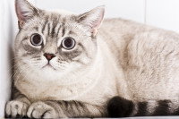 Un chat gris clair couché dans un coin