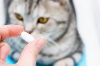 Une maitresse donne un traitement pour le chat
