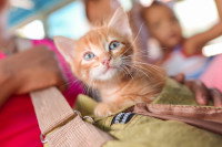 Un chaton tigré roux dans le sac de sa maitresse