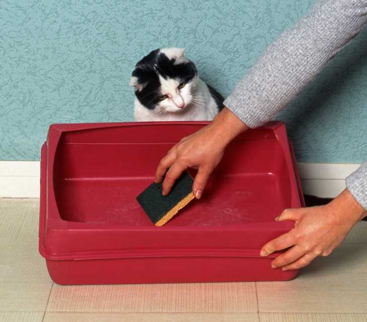 Comment Apprendre La Proprete A Un Chaton Ou Un Chat Adulte