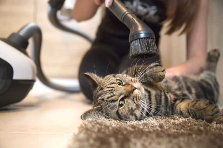 Le Panier Du Chat Choix Emplacement Entretien