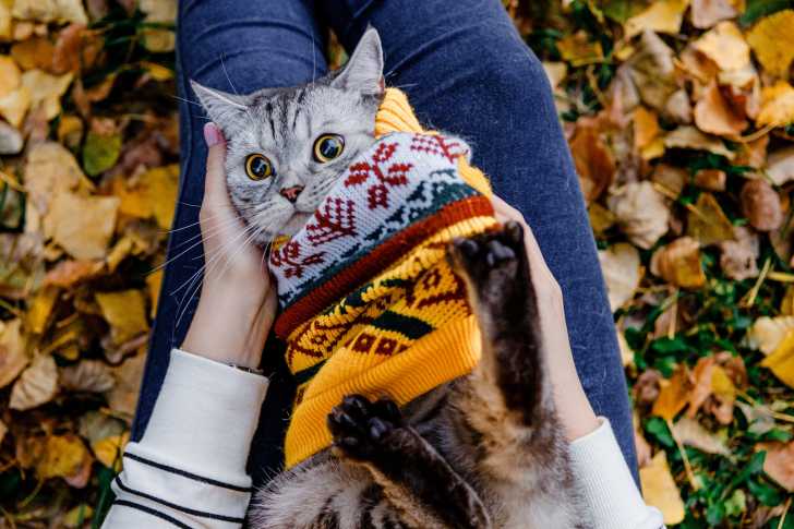 Manteaux Pour Chat Le Guide Complet