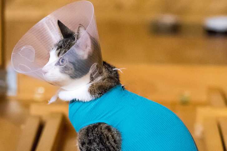 Manteaux Pour Chat Le Guide Complet