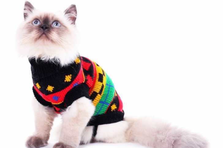 Manteaux Pour Chat Le Guide Complet