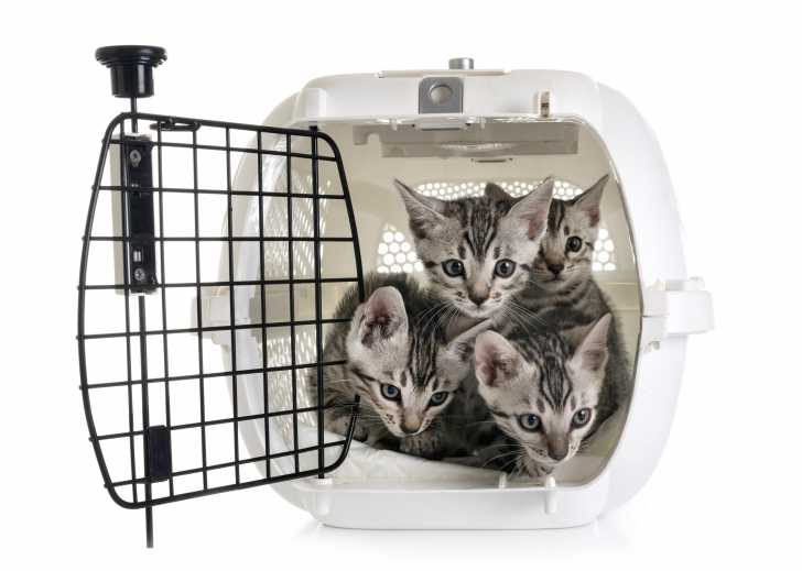 Transporter Son Chat Cage Et Sac De Transport