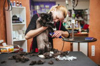 Tondre son chat avec une tondeuse pour chat
