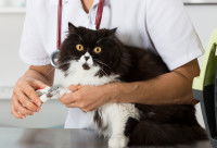 Couper les griffes de son chat avec un coupe-griffes pour chat