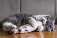 Un chaton joue avec un jouet en forme de poisson