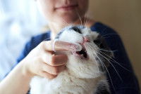 Une femme brosse les dents d'un chat avec un doigtier