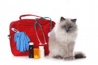 Un chaton assis devant une trousse de secours