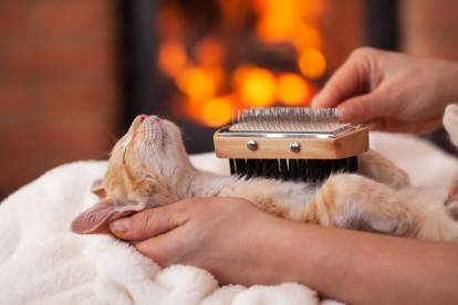 Quelques accessoires pour améliorer le confort d'un chat