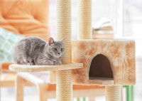 Un chat allongé sur son arbre à chat