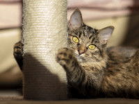 Un chat fait ses griffes sur son arbre à chat