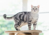 Un chat observe les environs du sommet de son arbre