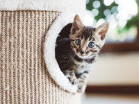Un chaton joue dans un arbre à chat