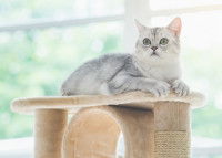 Un chat allongé sur un arbre à chat