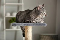 Un chat gris tabby allongé sur un arbre à chat