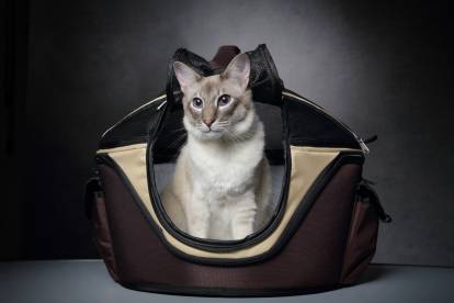 Transporter son chat : cage et sac de transport