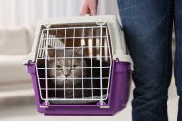 Une femme promène son chat dans une caisse de transport
