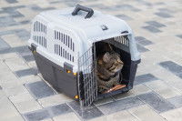 Un chat tigré est allongé dans sa cage de transport