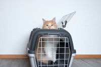 Un chat sort de sa caisse de transport par le haut