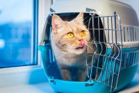 Un chat roux dans une cage de transport bleue et blanche