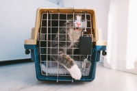 Un chat mord sa caisse de transport et tente de s'échapper