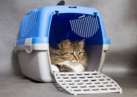 Un chat tranquillement installé dans une caisse de transport ouverte
