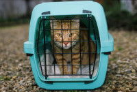 Un chat tigré dans une caisse de transport bleue avec une couverture