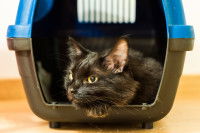 Un chat noir couché dans sa cage de transport