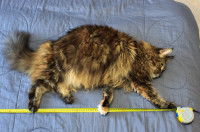 Les différents types de chatières