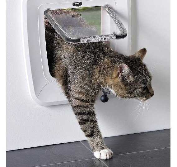 Chatiere Pour Chat La Choisir L Installer Et L Y Habituer