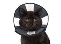 Un chat noir porte une collerette en tissu