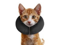 Un chat roux porte un boudin en tissu