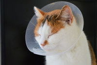 Un chat roux et blanc les yeux fermé et avec une collerette