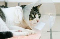 Un chat couché sur le carrelage porte une collerette