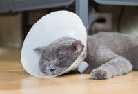 Un Chartreux endormi avec une collerette 