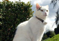 Le collier traceur GPS
