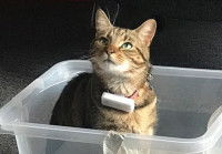 Comment fonctionne le collier connecté pour chat ?