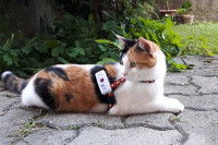 Le collier bien-être