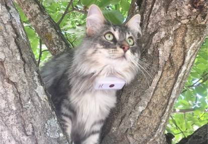 Un collier connecté pour chat permet aux gendarmes de retrouver un