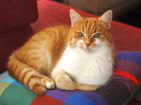 Qu'est-ce qu'un coussin pour chat ?