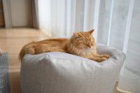 Pourquoi acheter un coussin pour chat ?