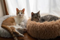 Deux chats allongés dans leur coussin devant une fenêtre