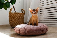 Un chaton Abyssin assis sur un coussin dans le salon